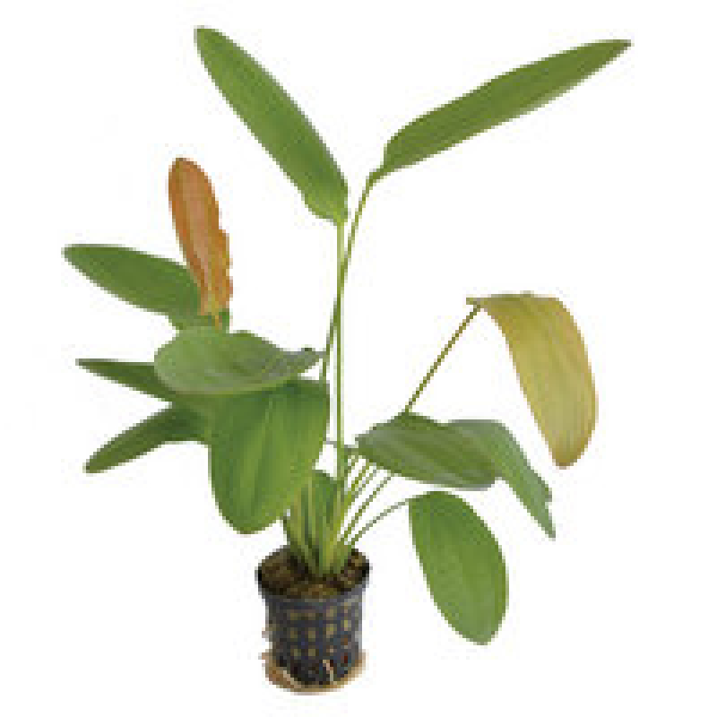 6x Echinodorus Osiris